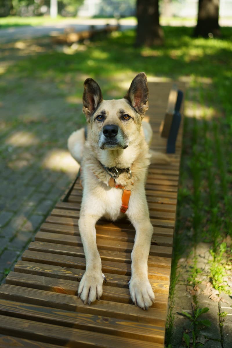 Рольф медиа 6