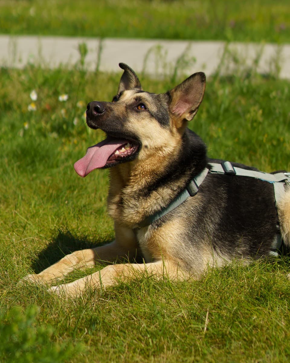 Эрни медиа 9