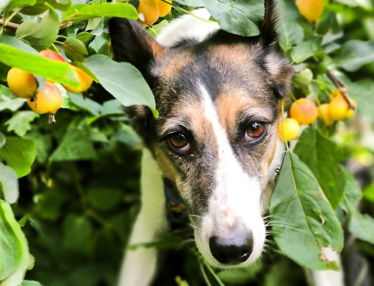 Бэлла медиа 7