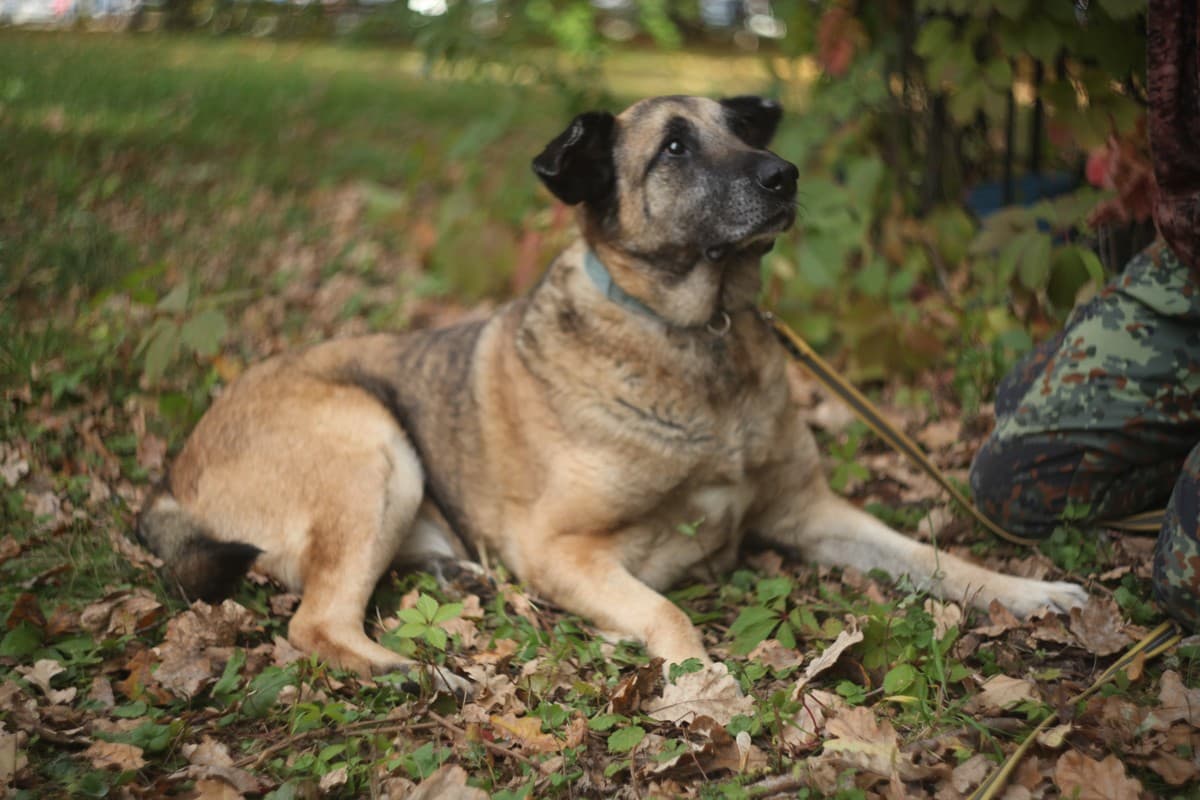 Конон медиа 8