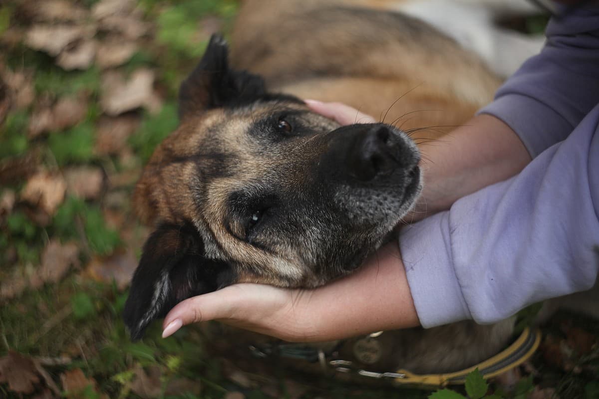 Конон медиа 5