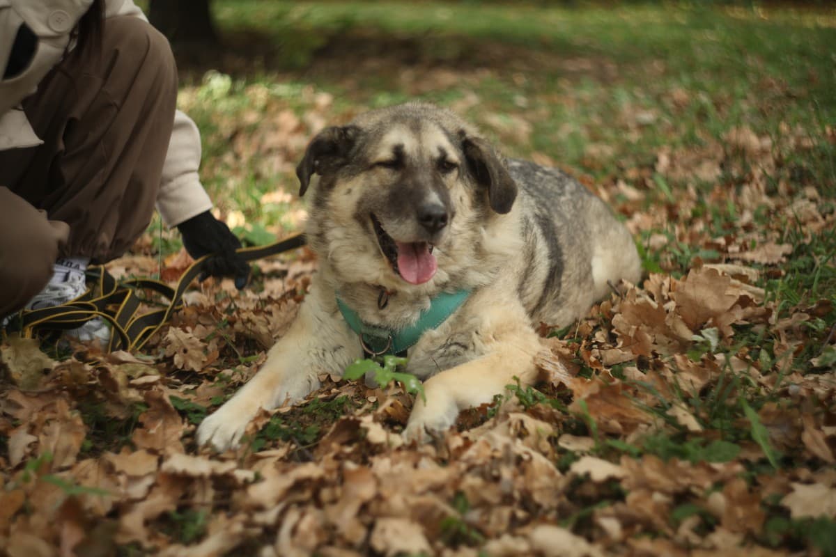 Дарина медиа 3