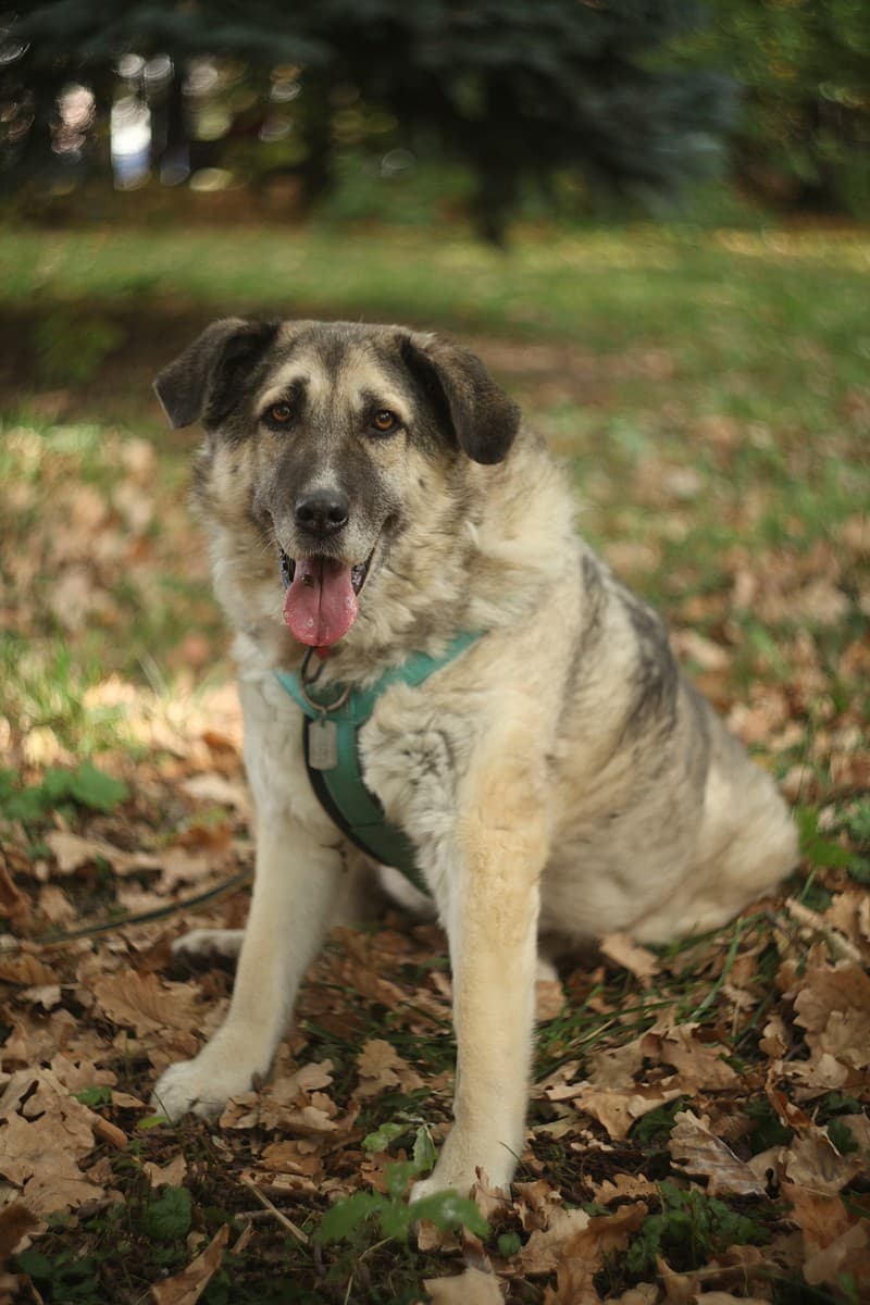 Дарина медиа 4