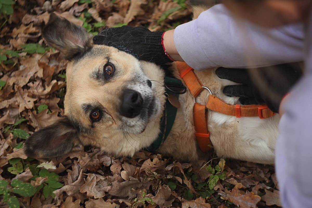 Рольф медиа 5