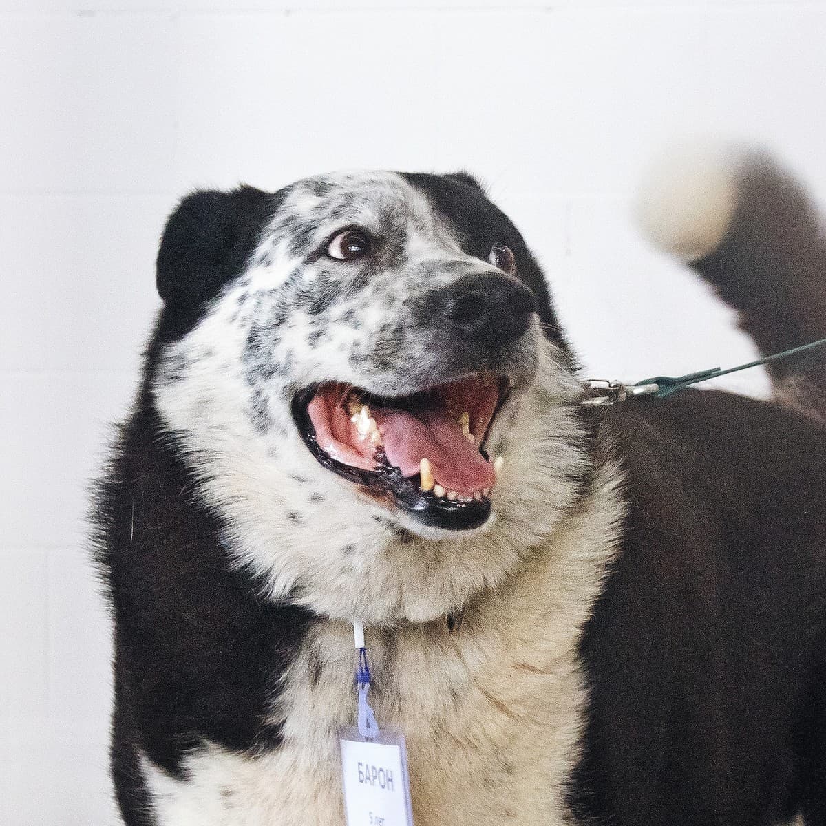 Барон медиа 6