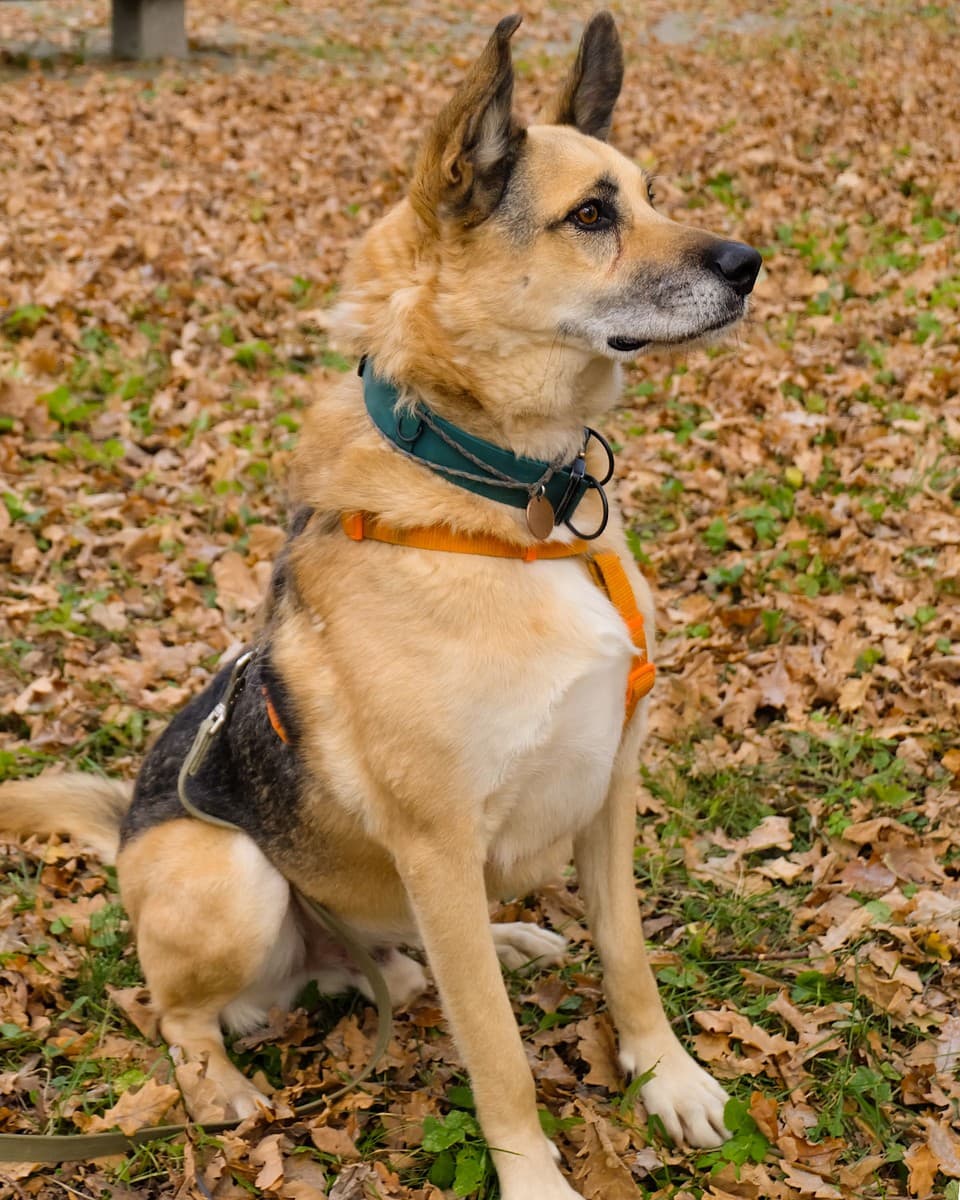 Рольф медиа 7