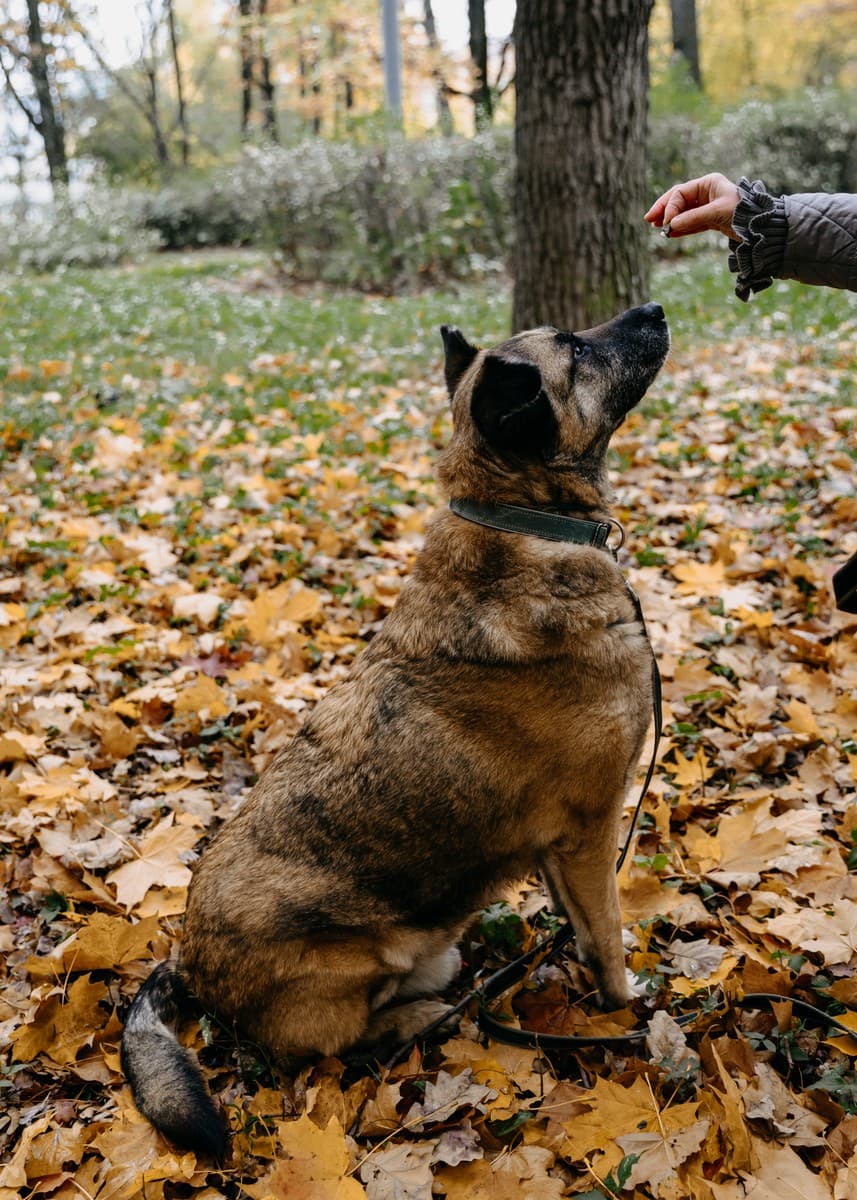 Конон медиа 7