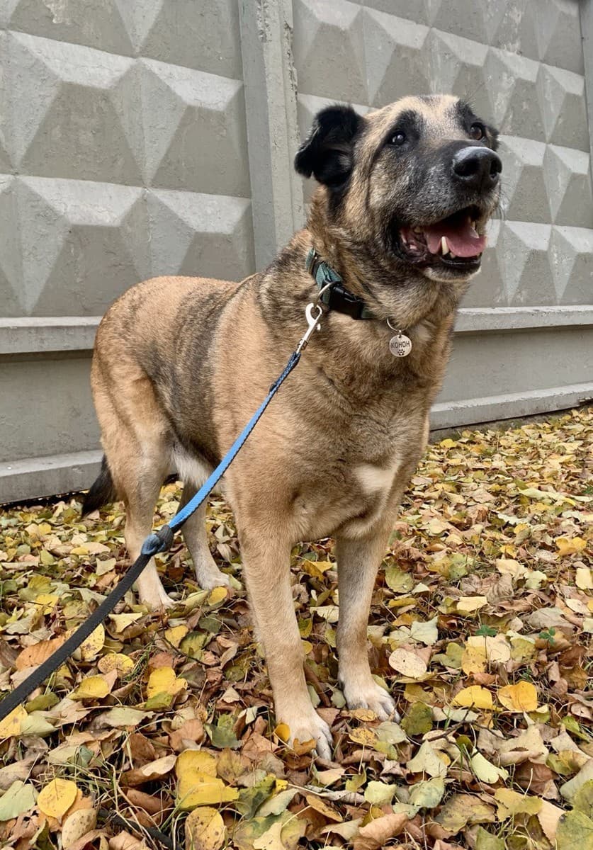 Конон медиа 6