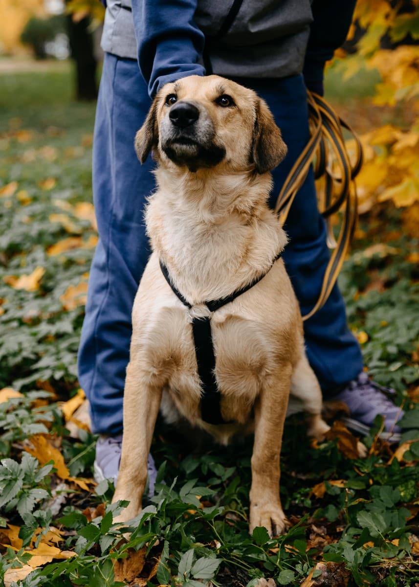 Тесса медиа 6