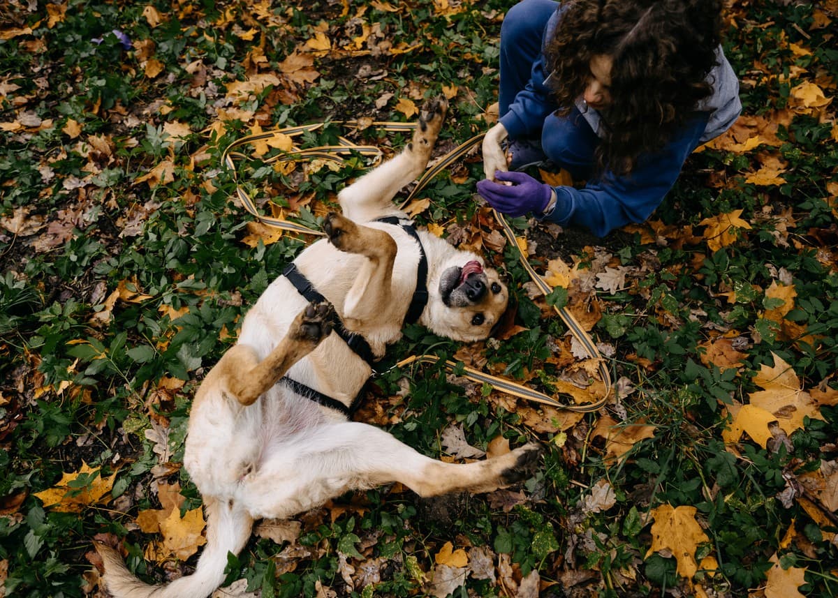 Тесса медиа 5