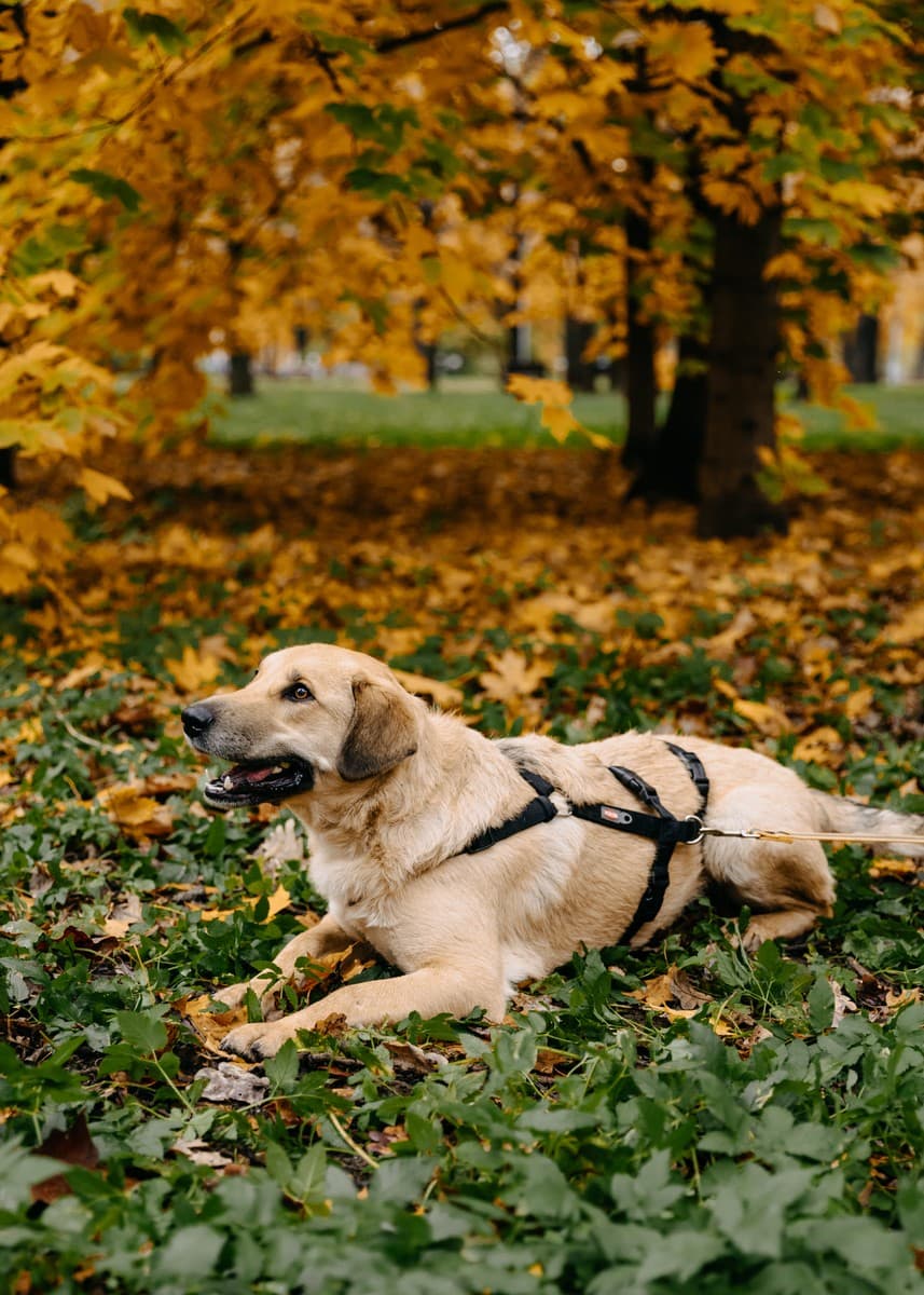 Тесса медиа 4