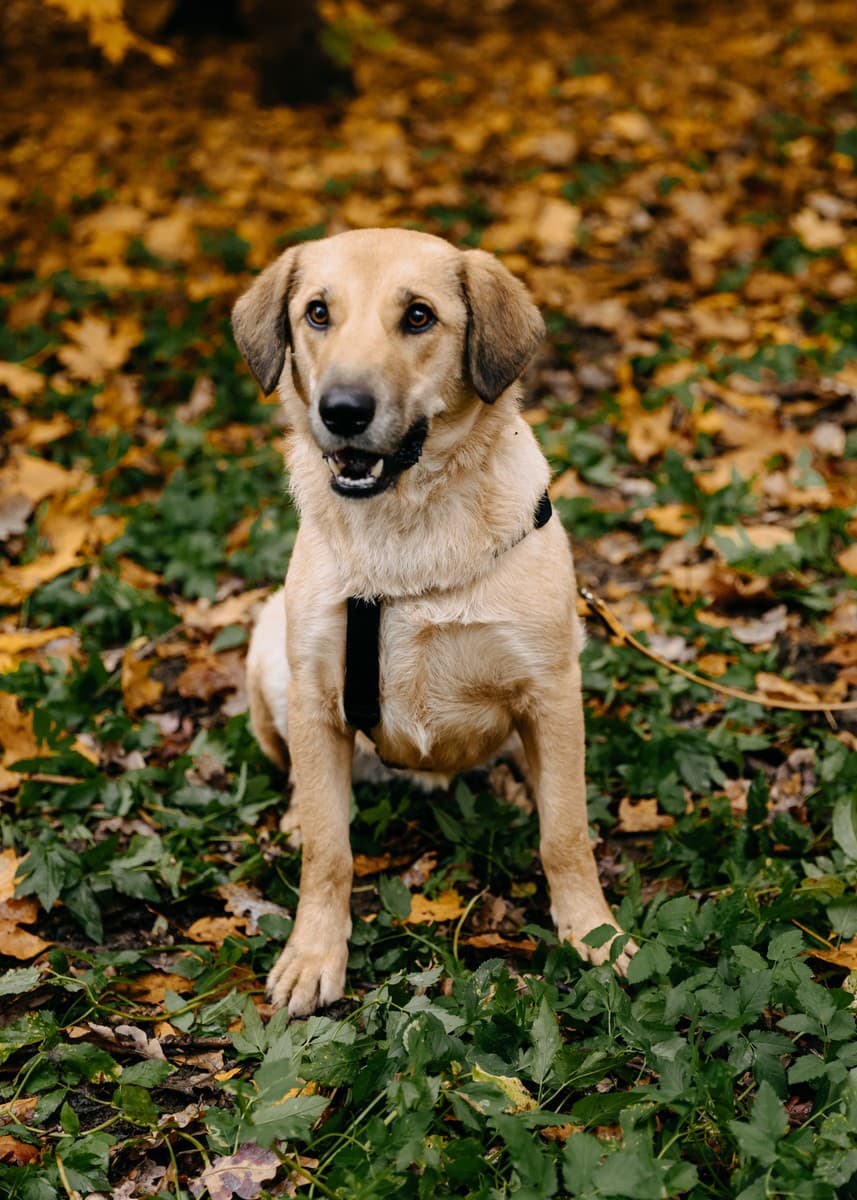 Тесса медиа 9