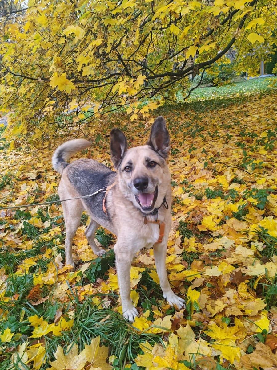 Рольф медиа 8