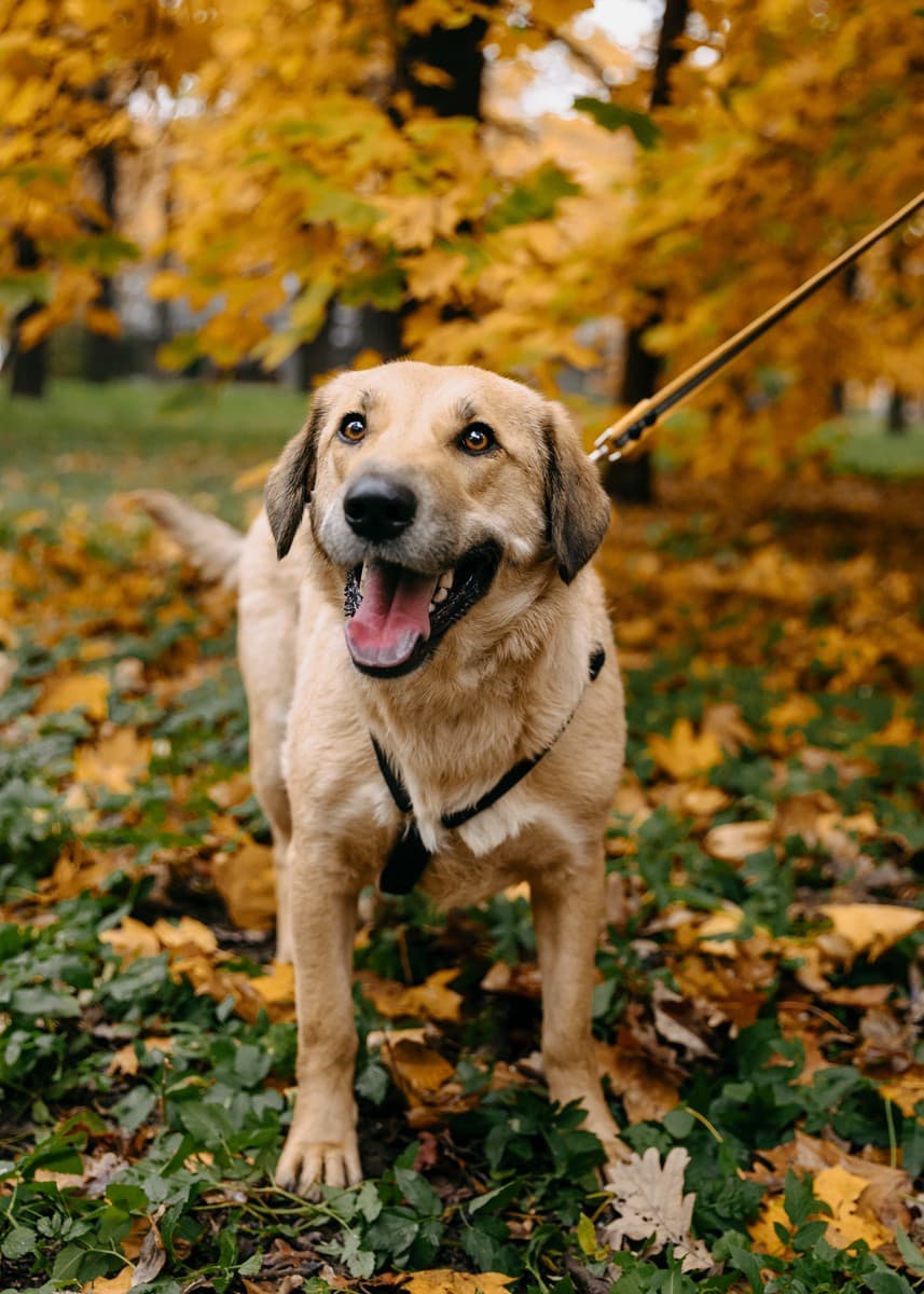 Тесса медиа 2