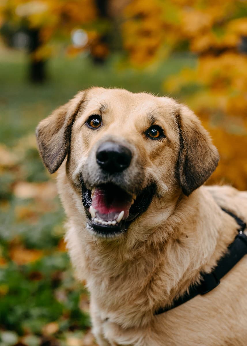 Тесса медиа 7