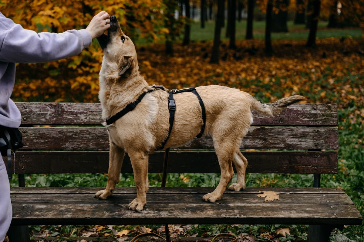 Тесса медиа 8