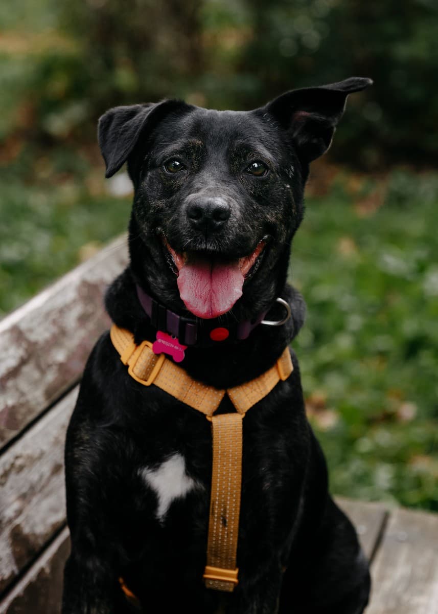 Багира медиа 5