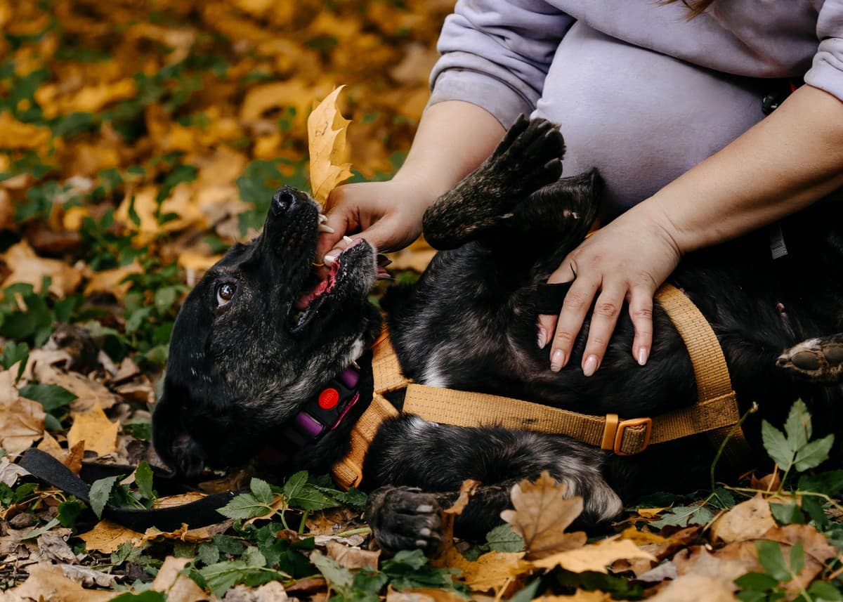 Багира медиа 9