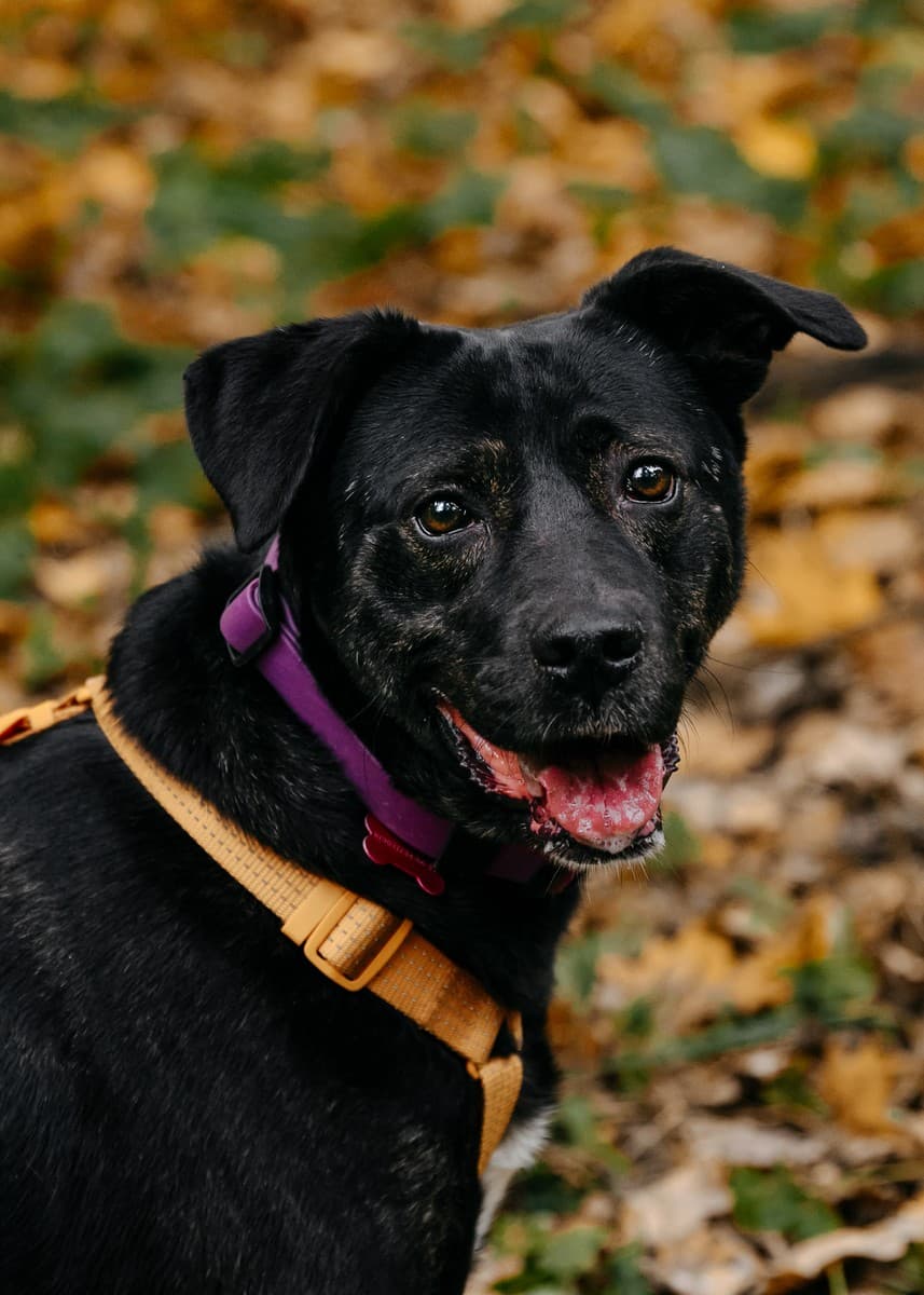 Багира медиа 8