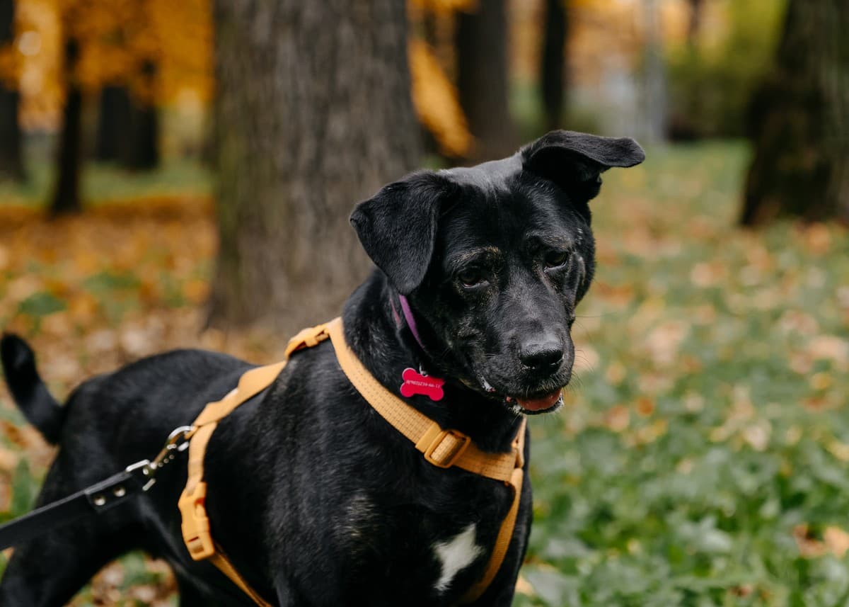 Багира медиа 7