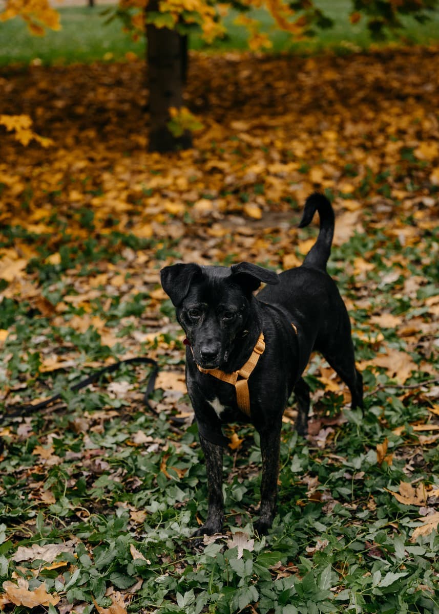 Багира медиа 6