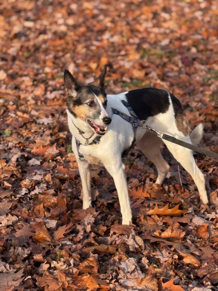 Бэлла медиа 6