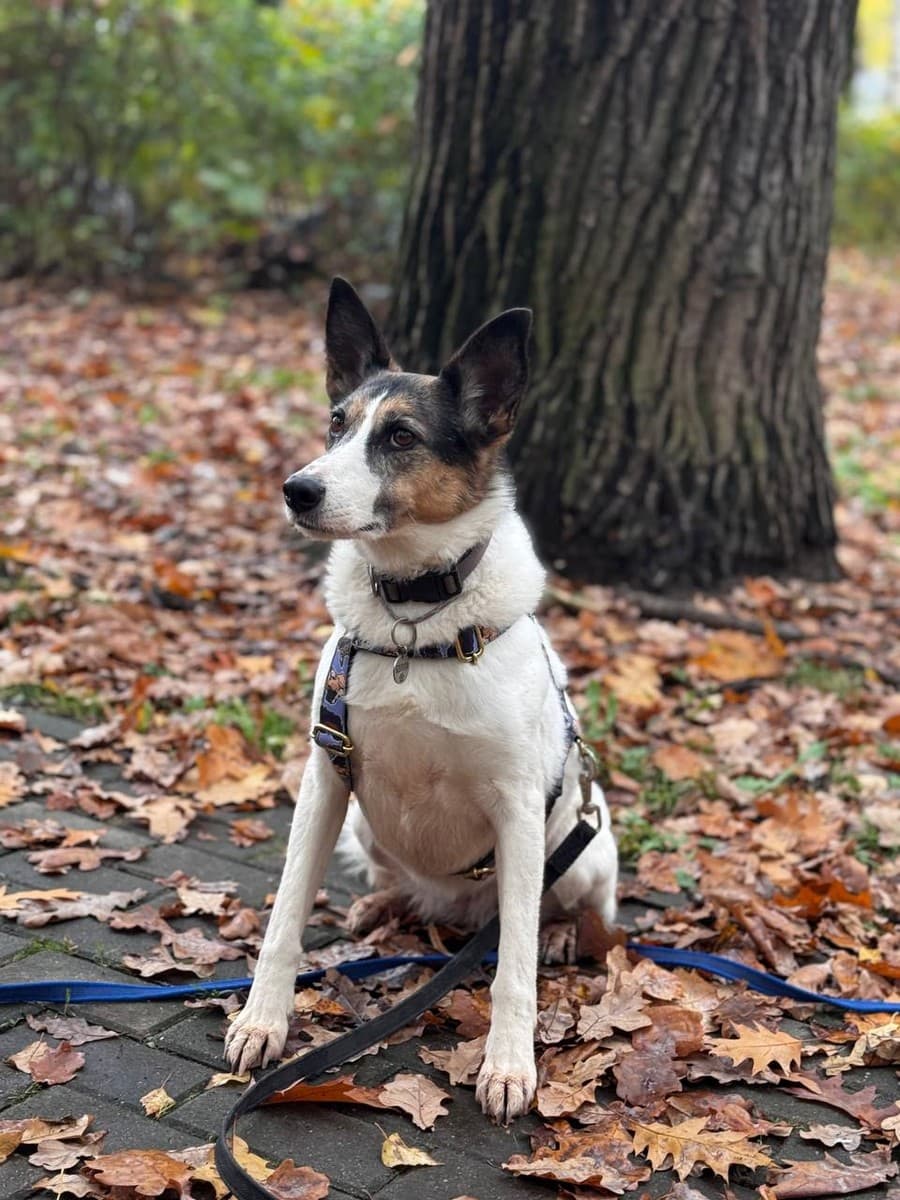 Бэлла медиа 5