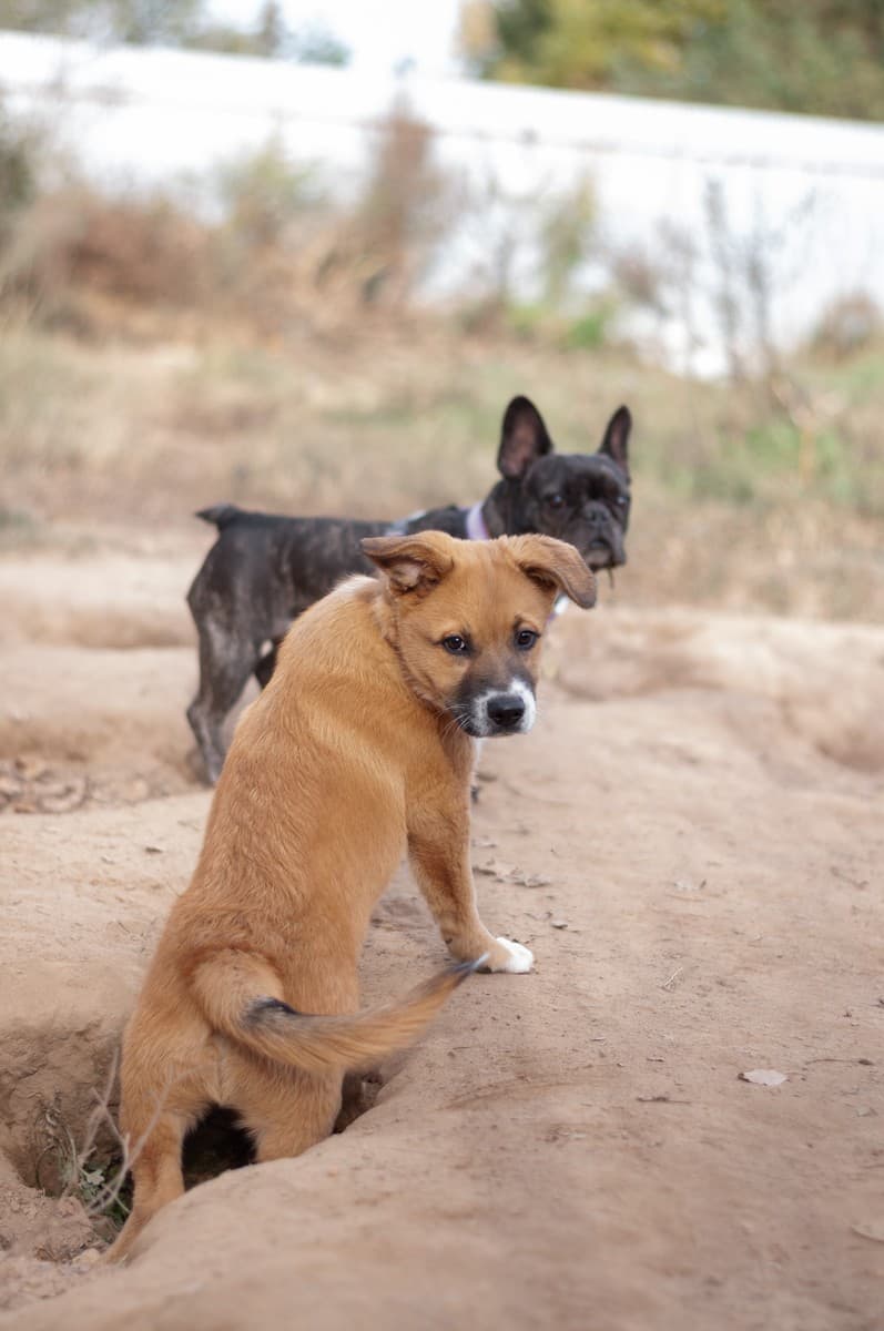 Бэйли медиа 6