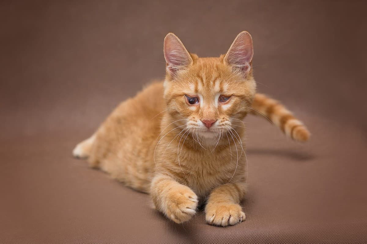 Саймон медиа 4