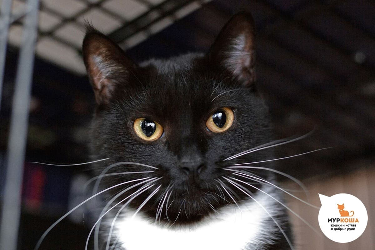 Анималиста