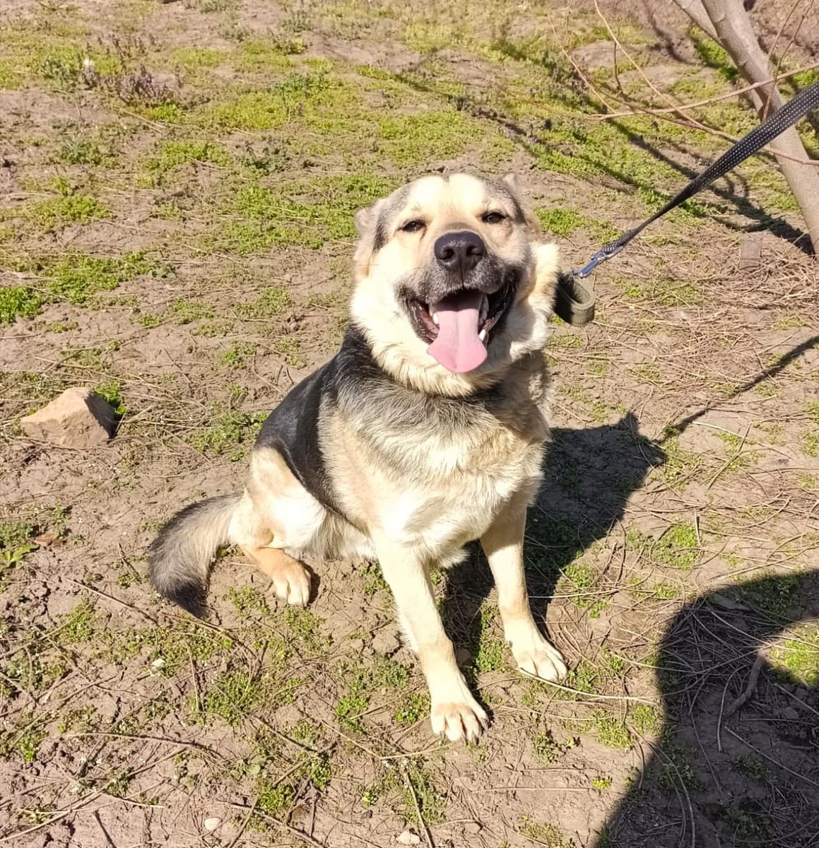 Арчи медиа 4