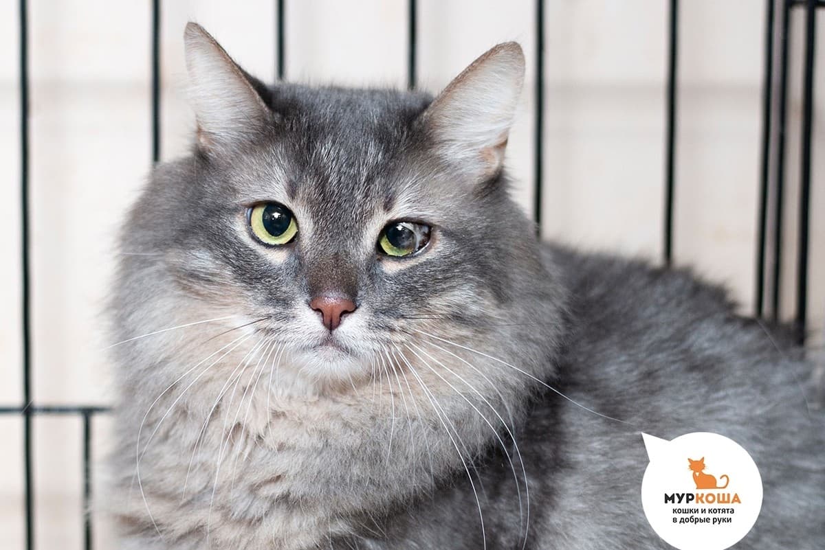 Пельменька