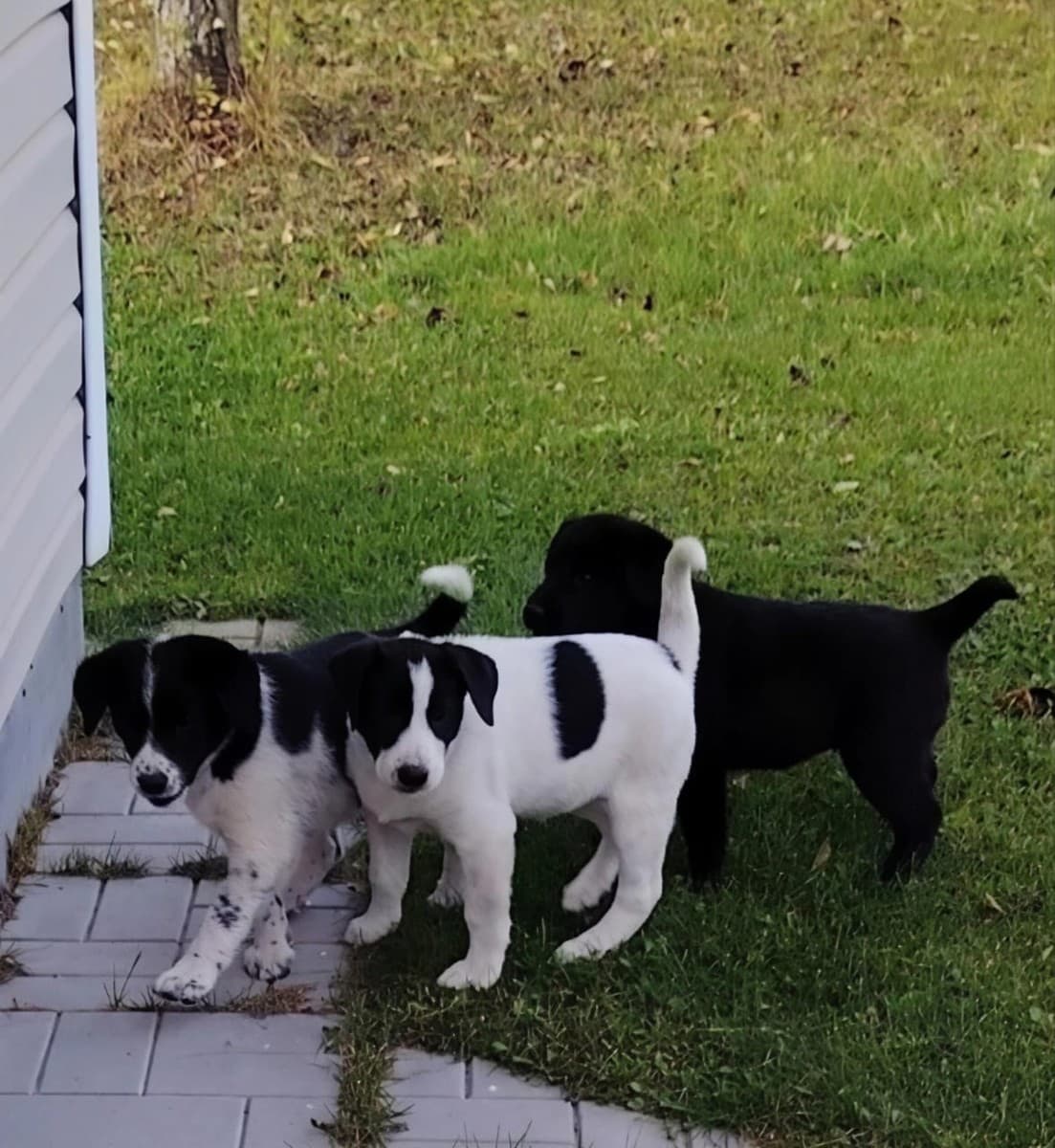 Щенки-девочки