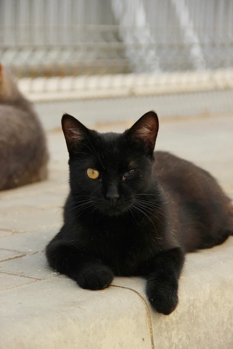 Кошка Кефаль