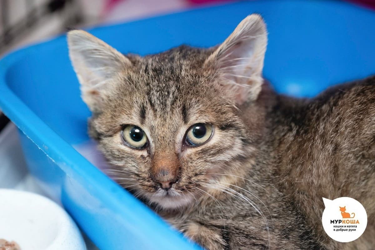 Скалолазка