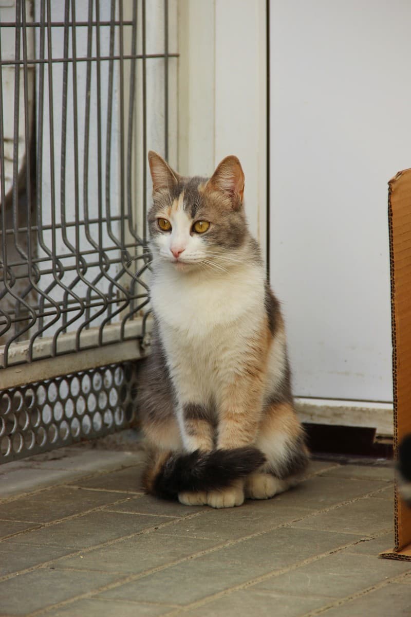 Кошка Весна