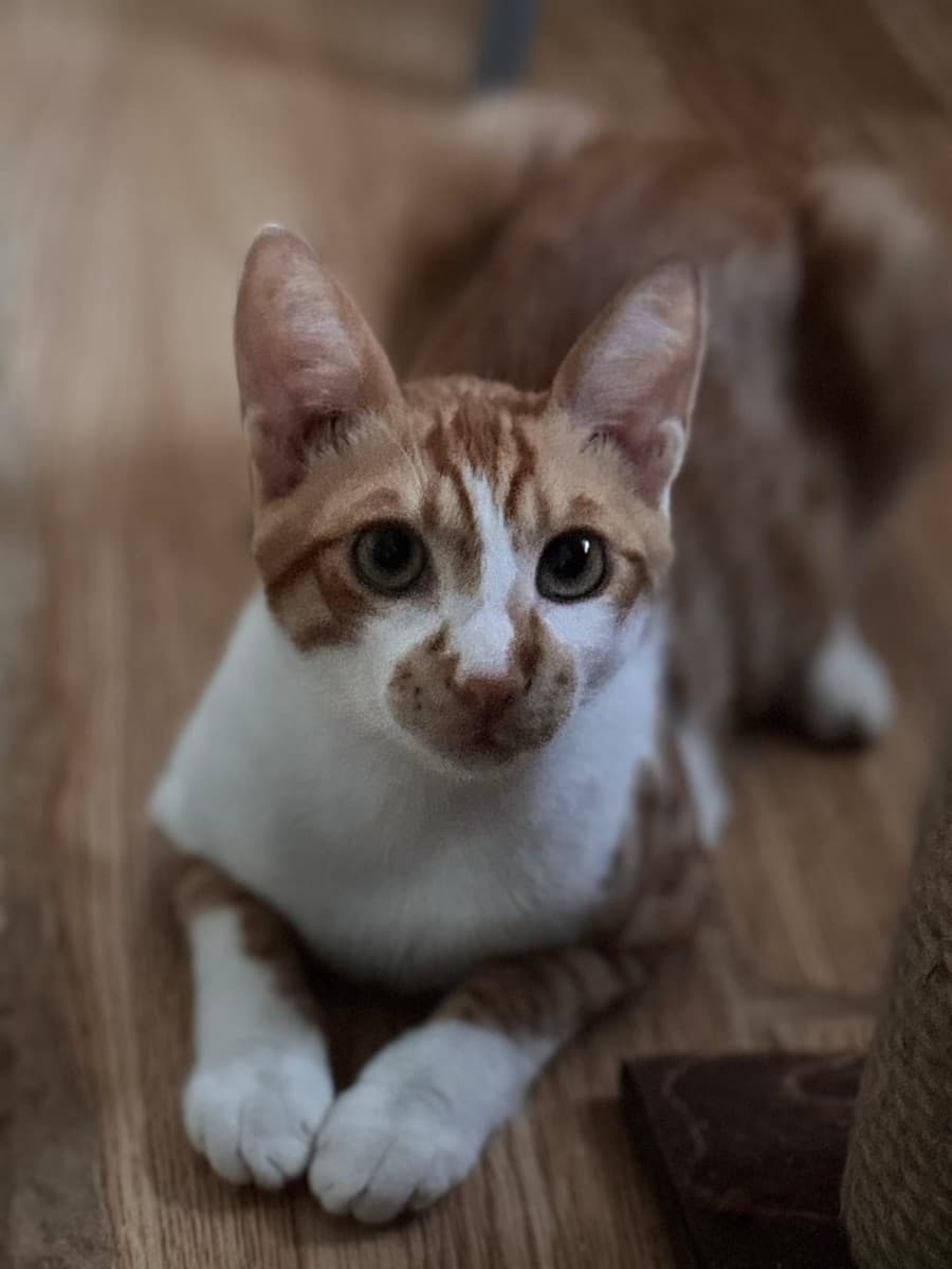 Маркиз медиа 3