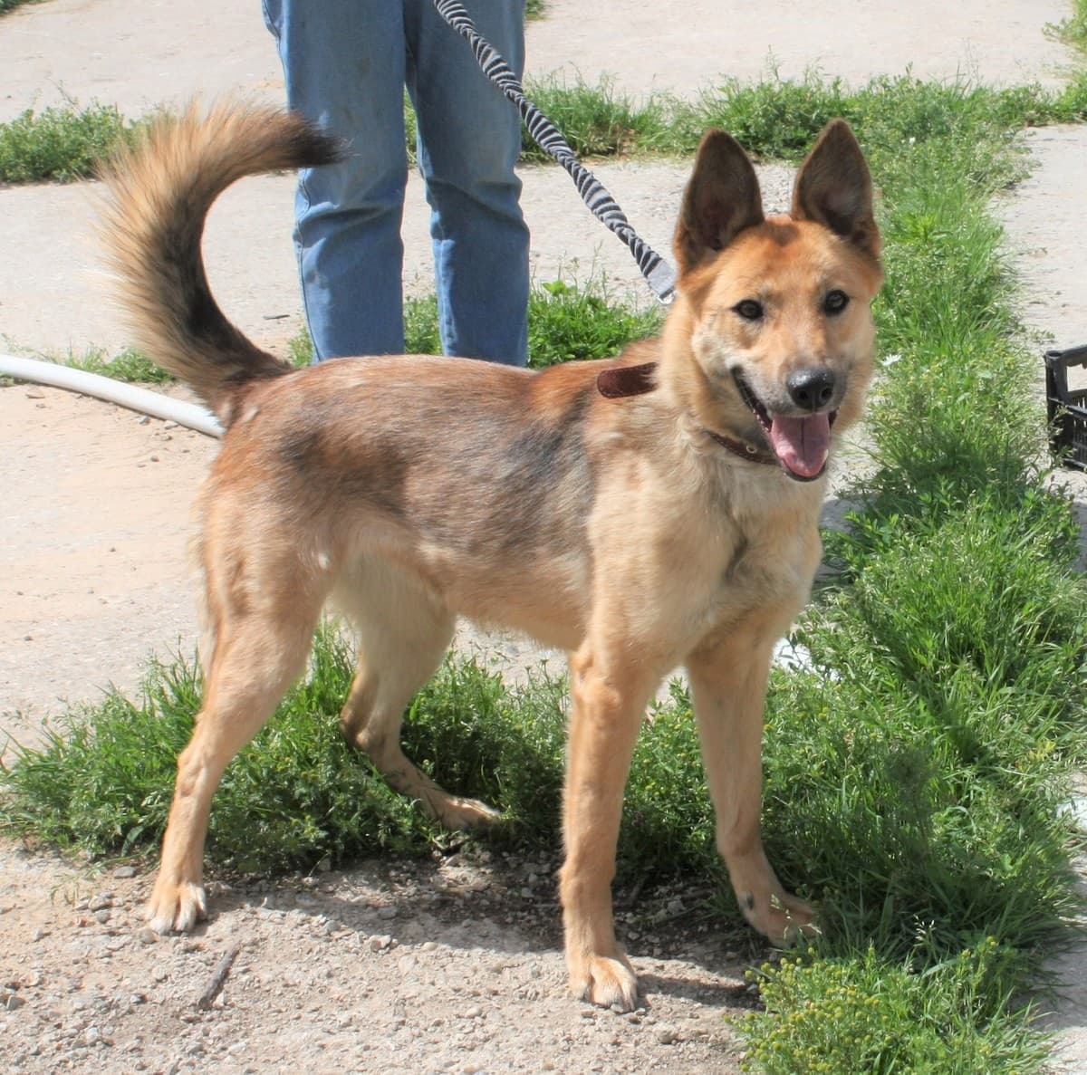 Пипа медиа 5