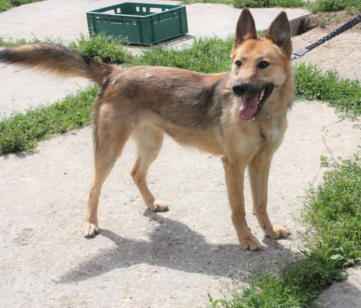 Пипа медиа 6