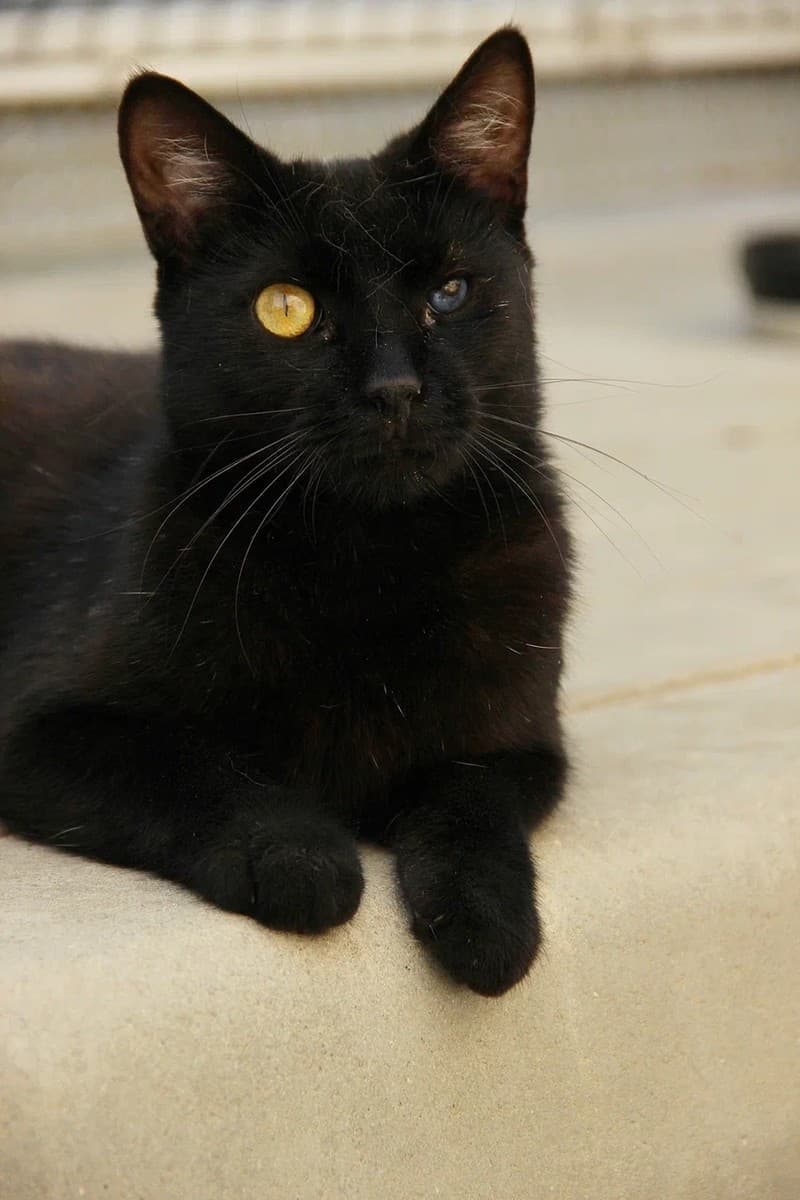 Кошка Кефаль медиа 2