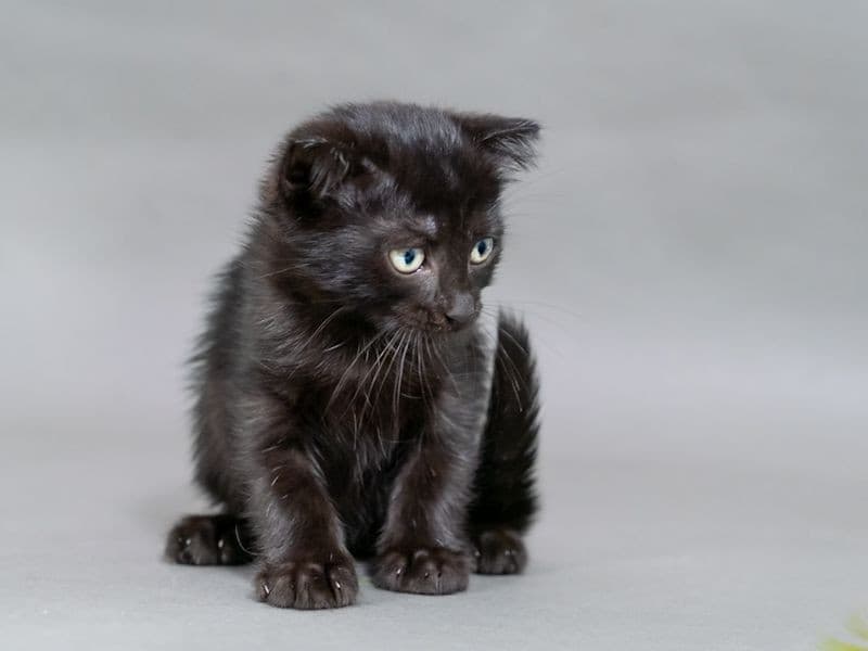 Марио медиа 4