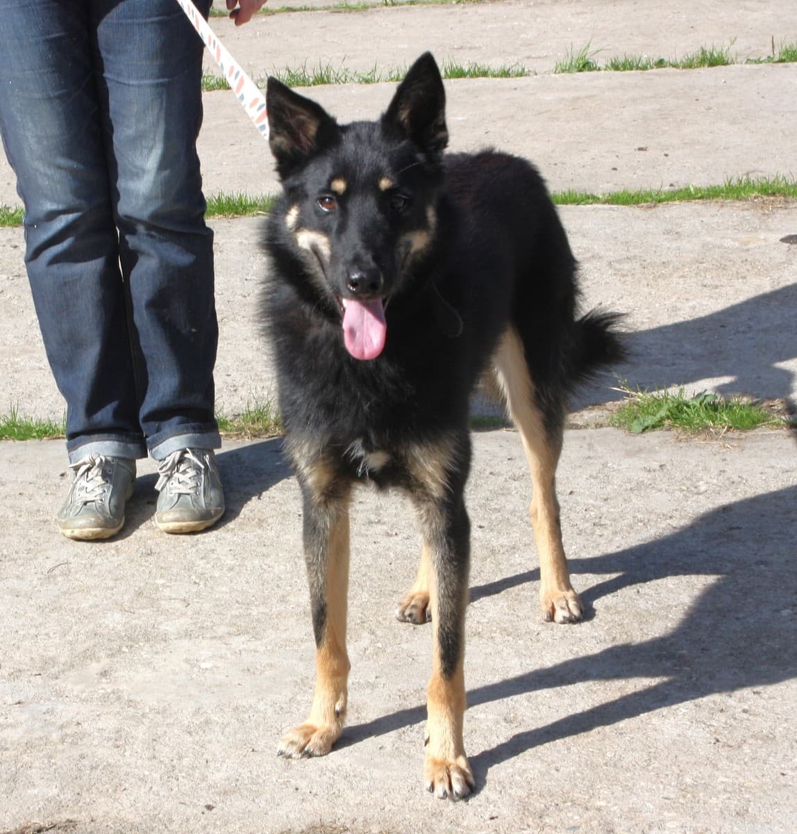 Лимон медиа 5