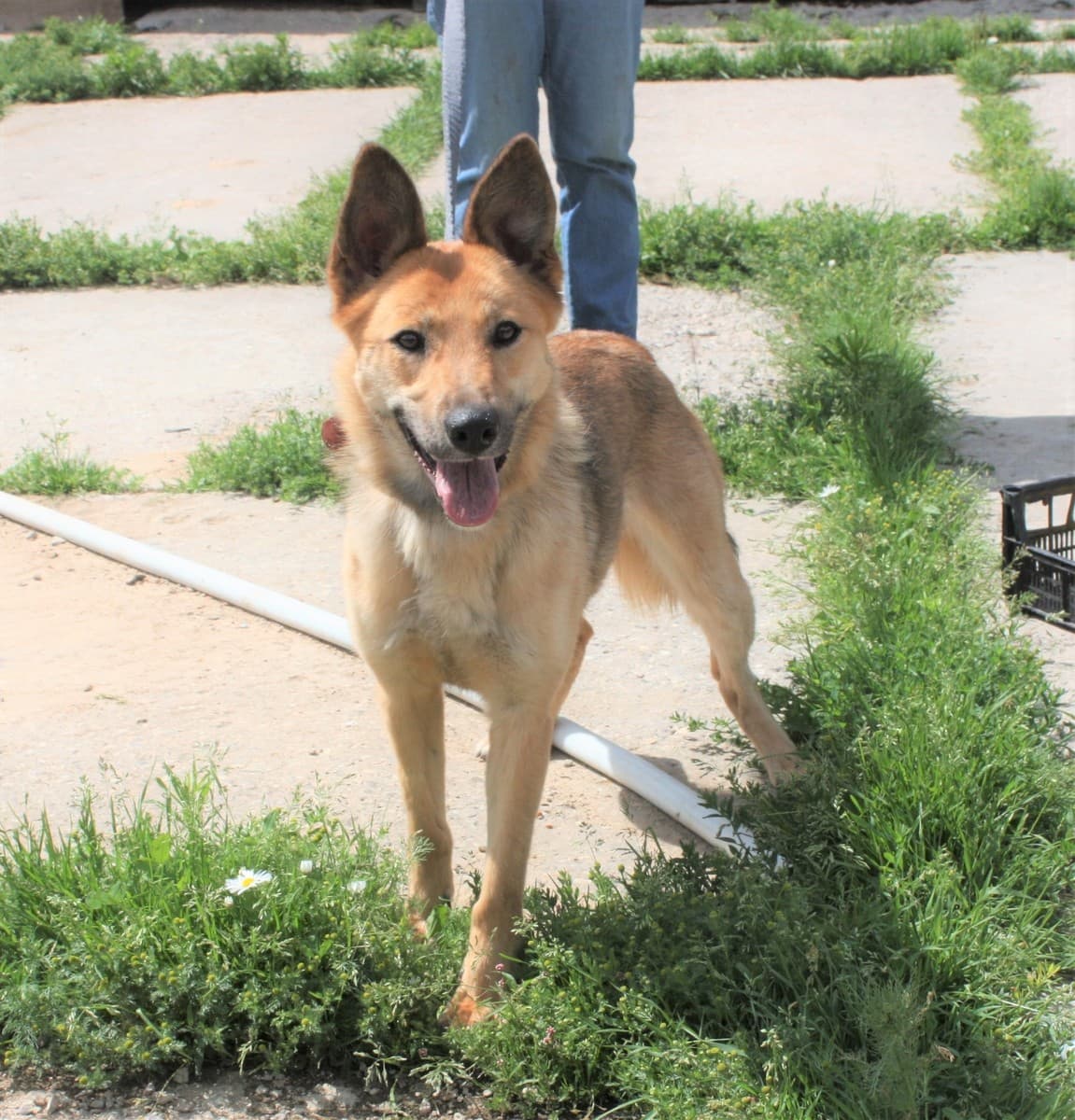 Пипа медиа 7