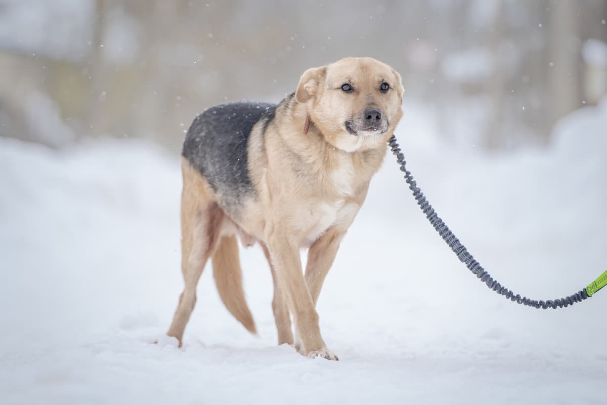 Джонни медиа 2