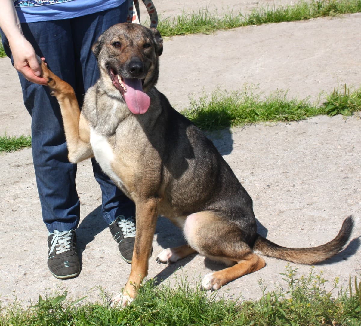 Стеша медиа 6