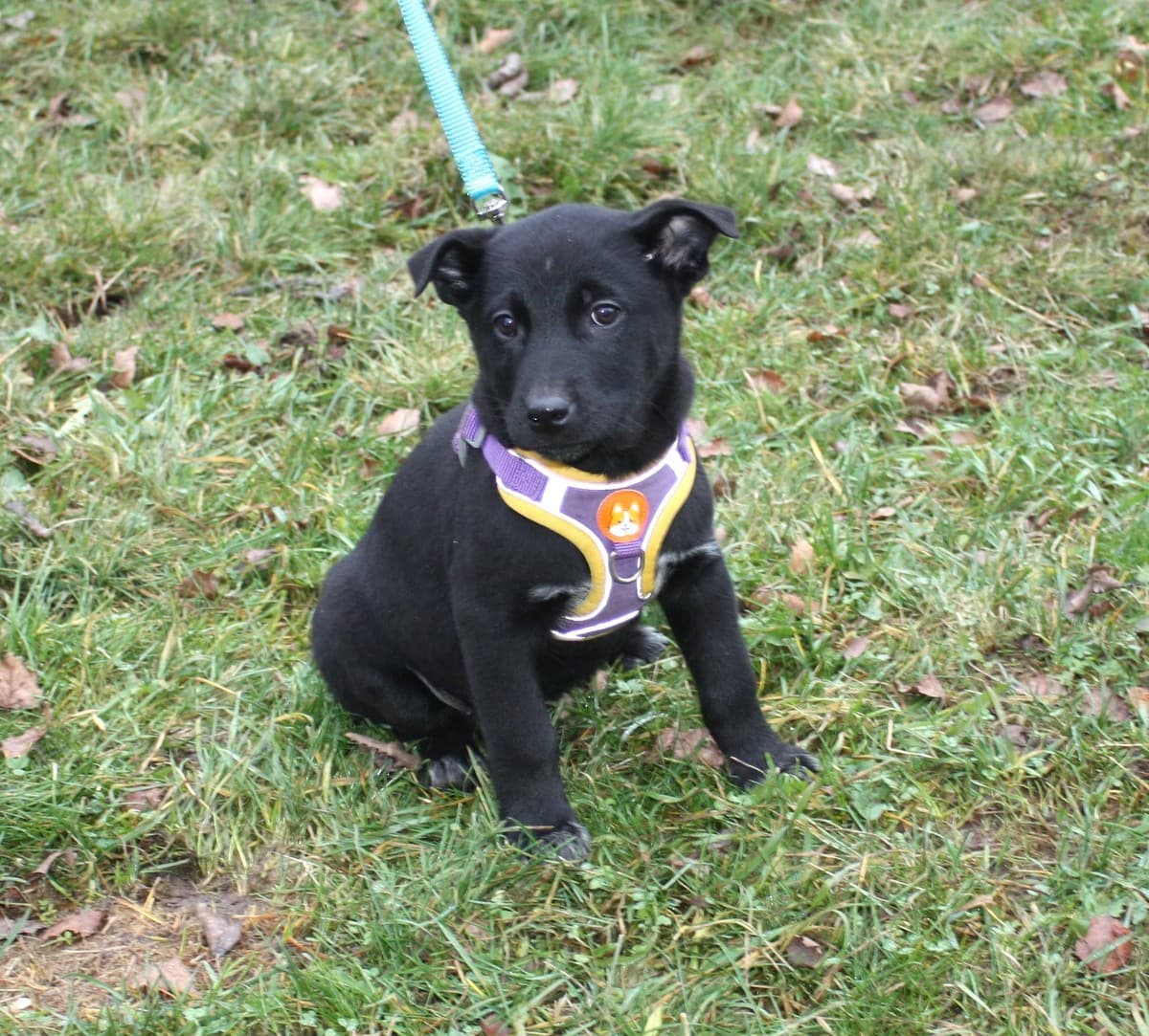 Масяня медиа 5