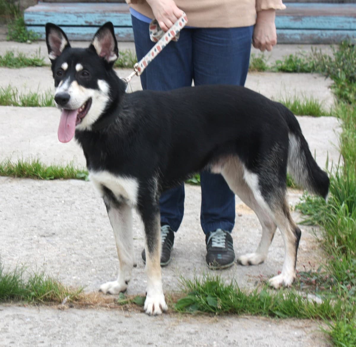 Кекс медиа 2