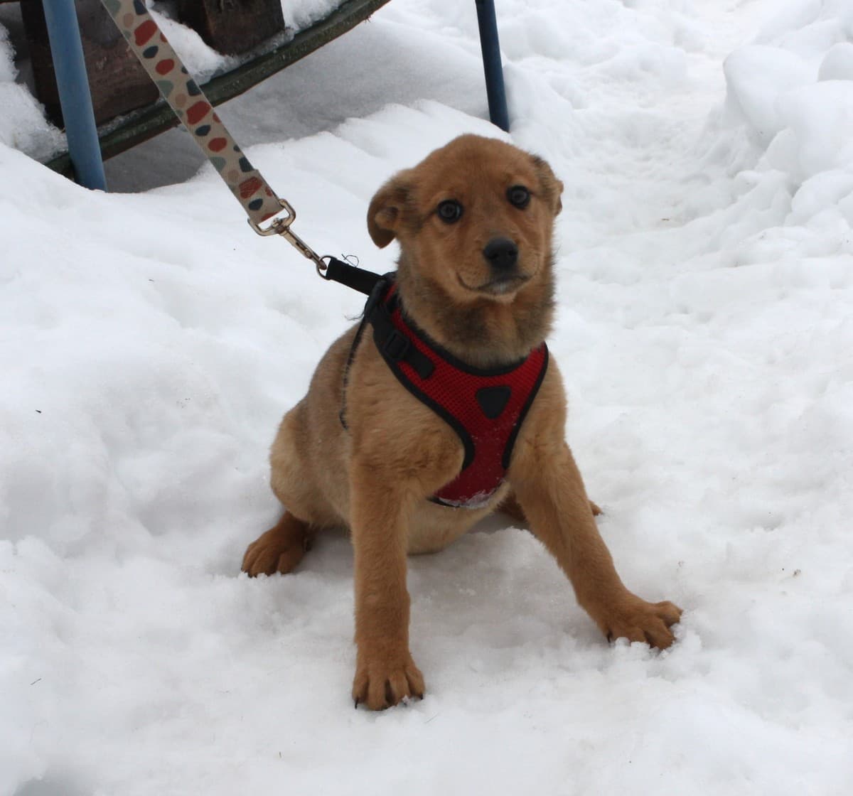 Лиска медиа 2