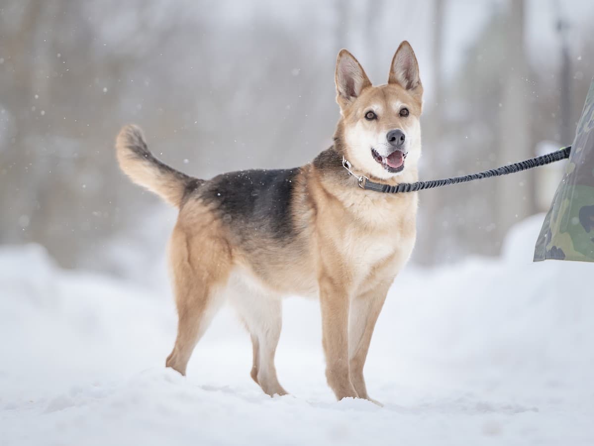 Мята медиа 2