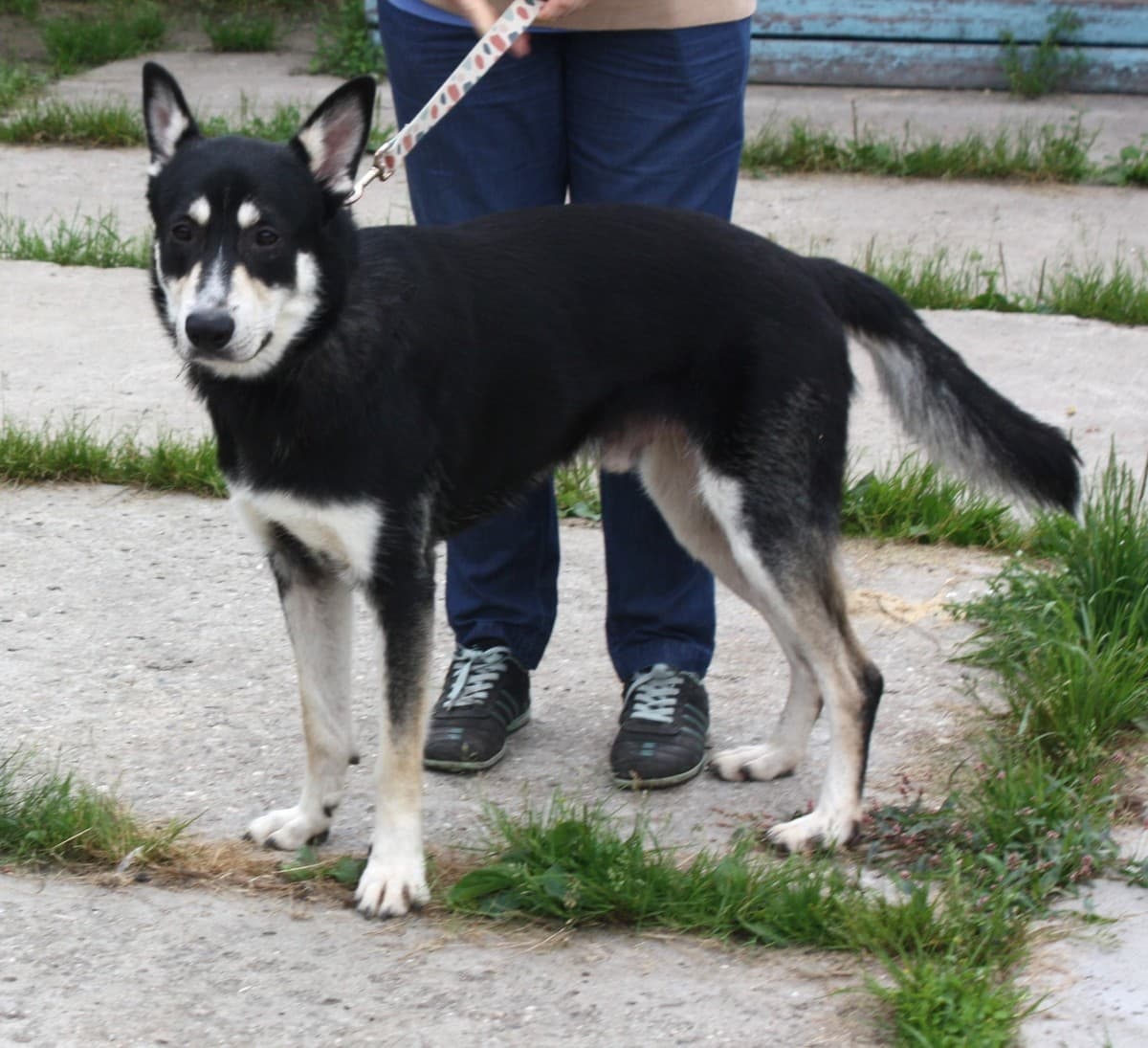 Кекс медиа 7